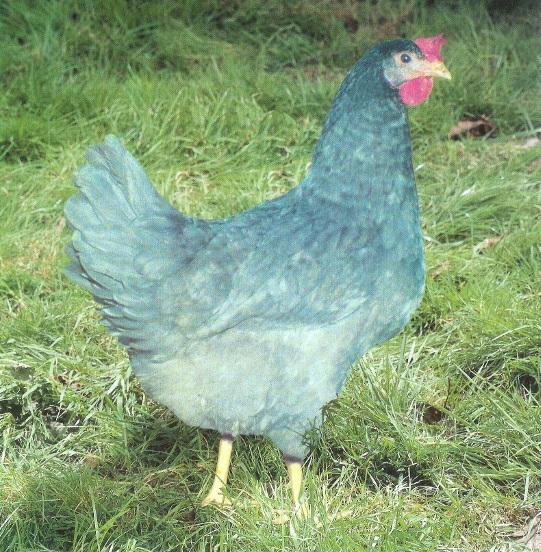 BBF chicken